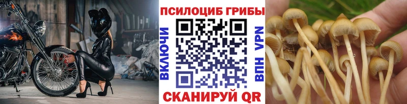 Псилоцибиновые грибы Cubensis  где найти   Северск 